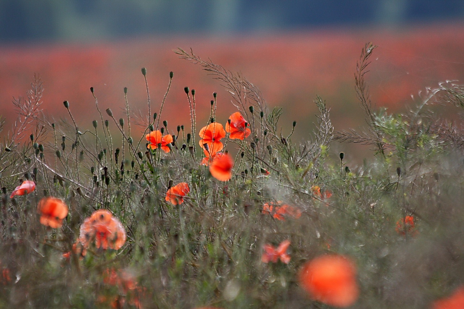 Mohn in Öl