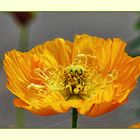 Mohn in orange