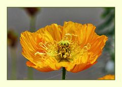 Mohn in orange