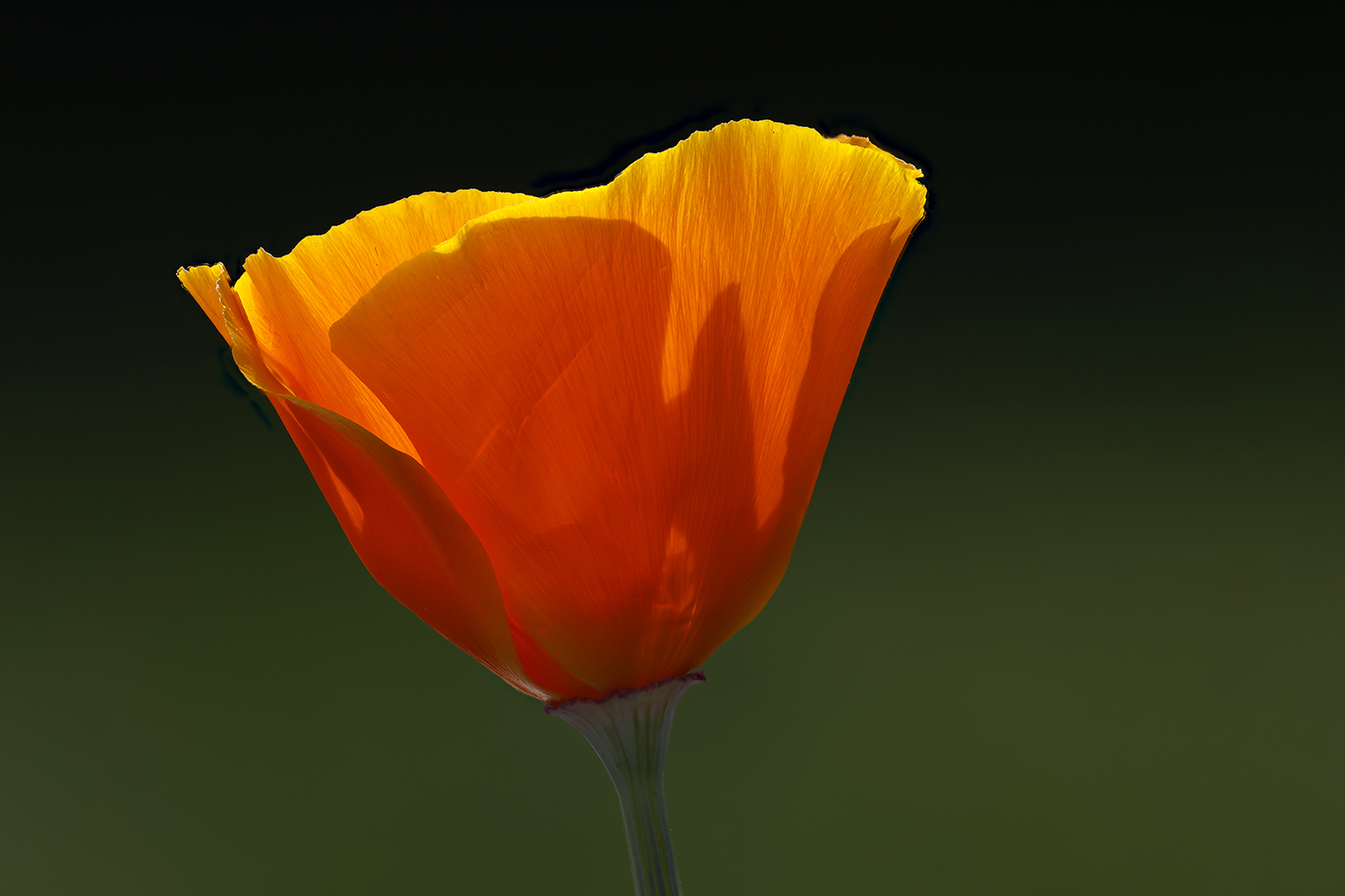 Mohn in Orange