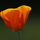 Mohn in Orange