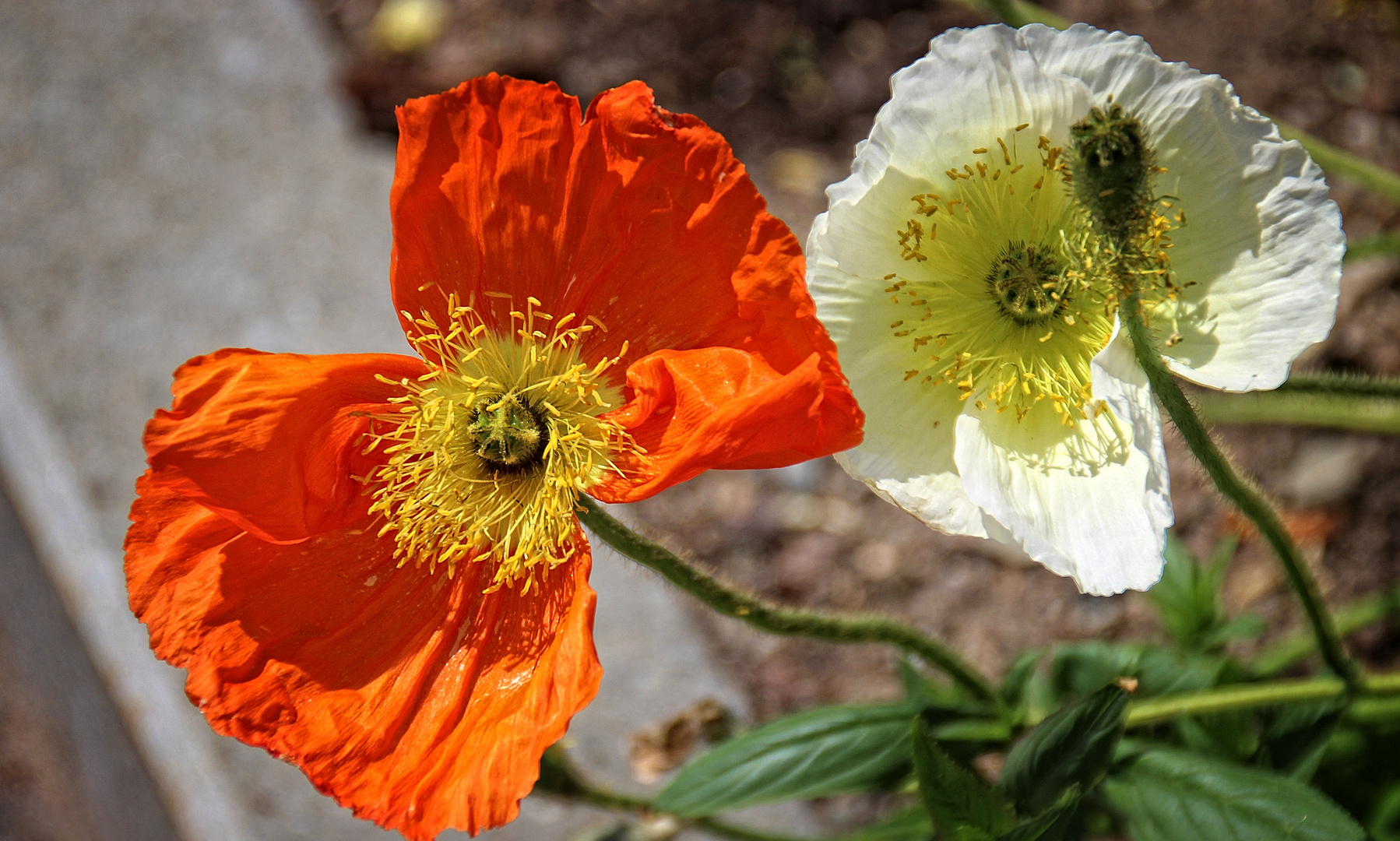 Mohn in orange und weiß