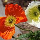 Mohn in orange und weiß