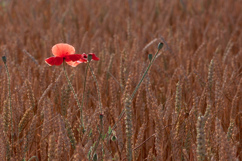 Mohn in OVP