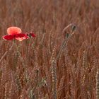 Mohn in OVP