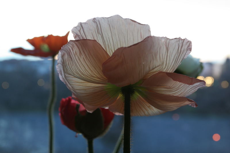 Mohn in Pastell