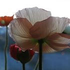 Mohn in Pastell