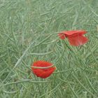 Mohn in Pastell