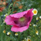 Mohn in Portugal, Luz 