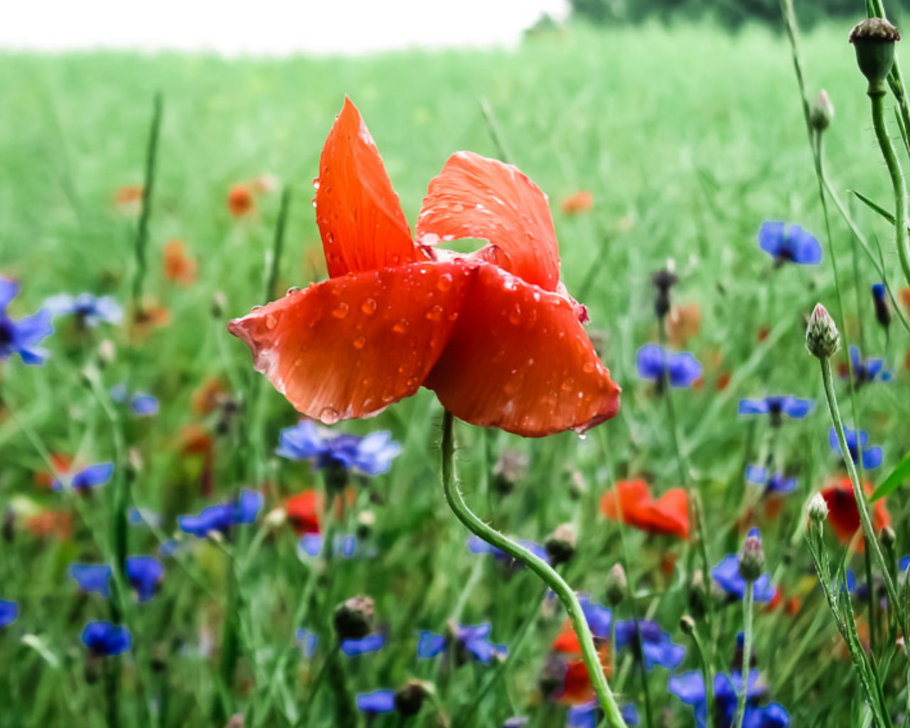 Mohn in Pose