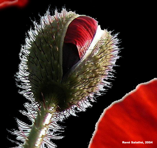 Mohn (in PS bearbeitet)