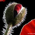 Mohn (in PS bearbeitet)