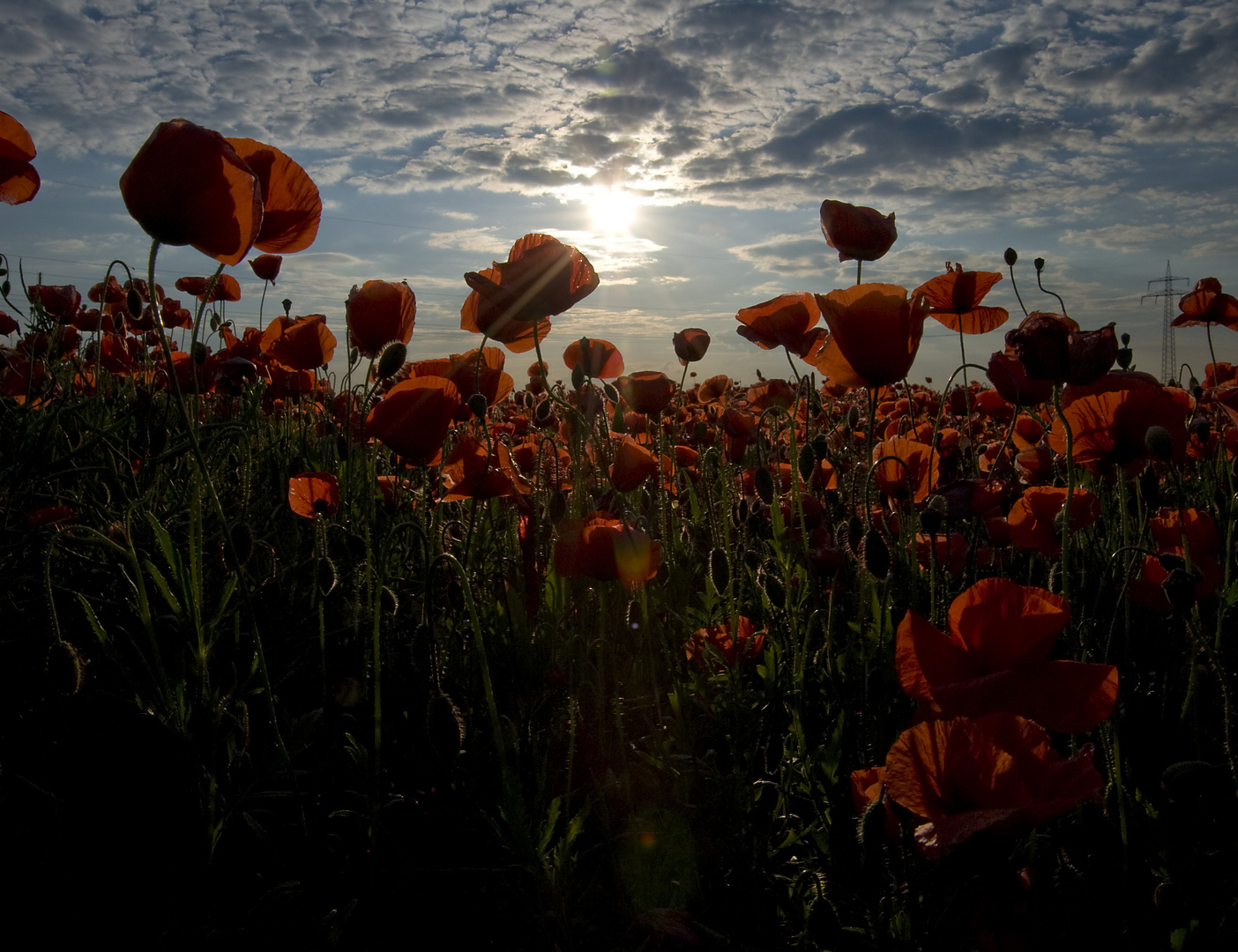 Mohn in Raps 1