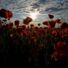 Mohn in Raps 1