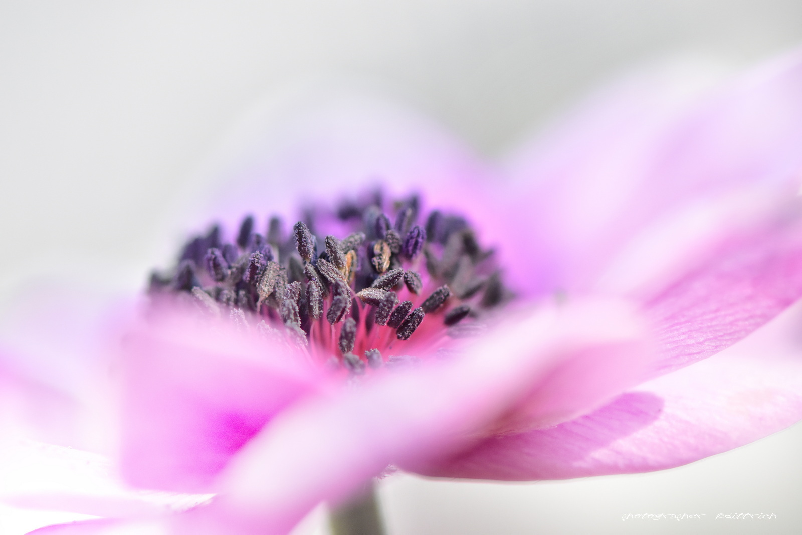 Mohn in rosé...