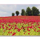 ..mohn in rot..