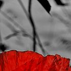 mohn in rot ...