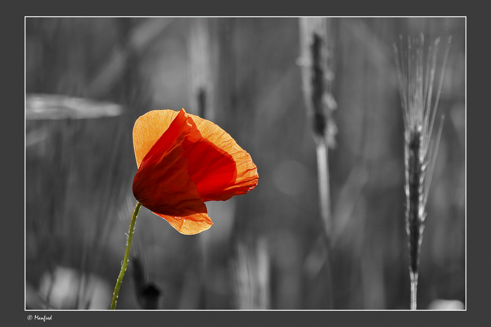 Mohn in Rot