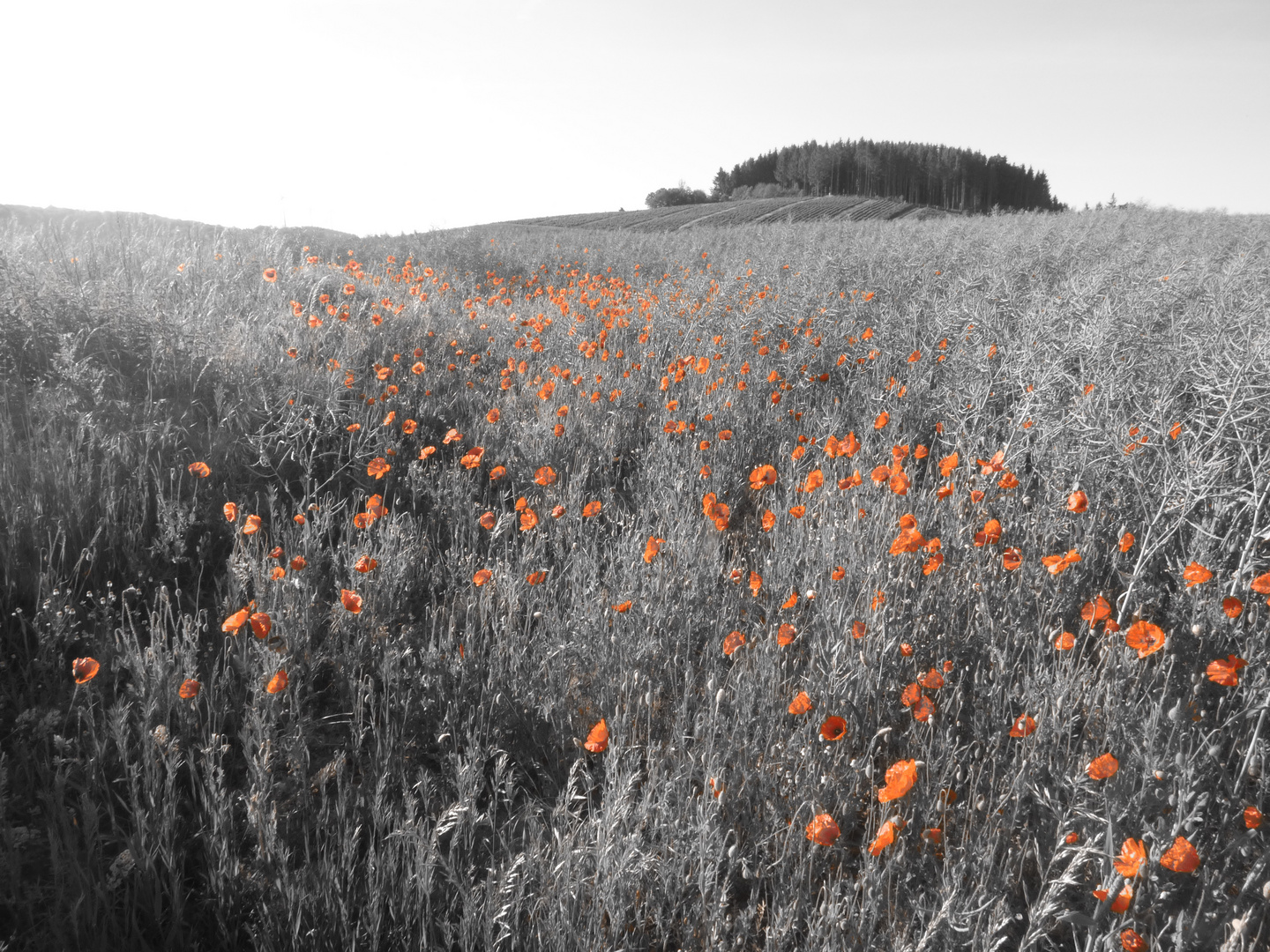 Mohn in rot und grau