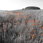 Mohn in rot und grau