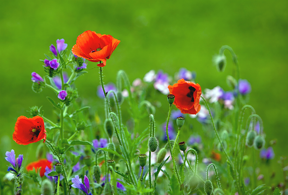 Mohn in schöner Nachbarschaft