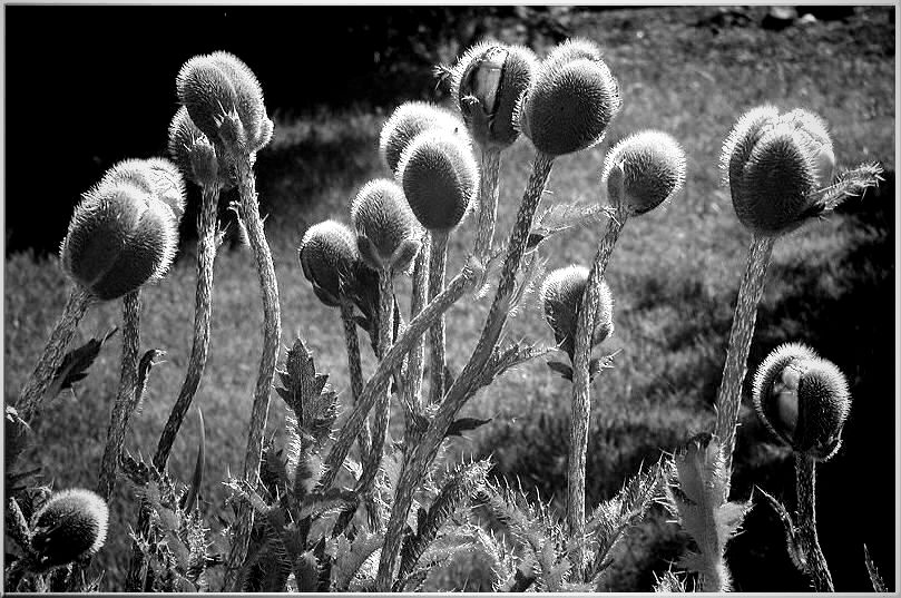 mohn in schwarz-weiss