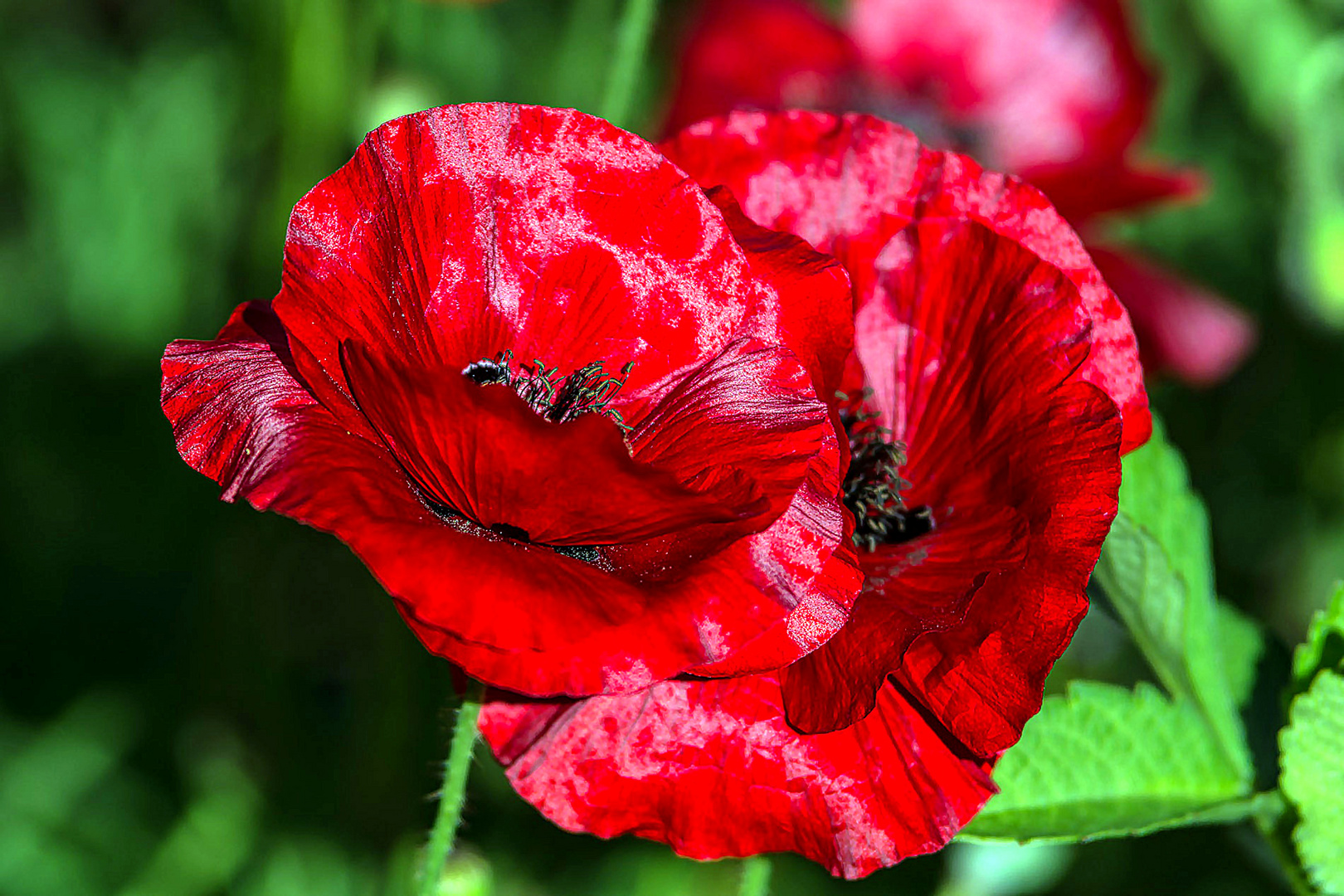 Mohn in seiner ganzen Pracht