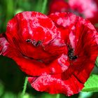 Mohn in seiner ganzen Pracht