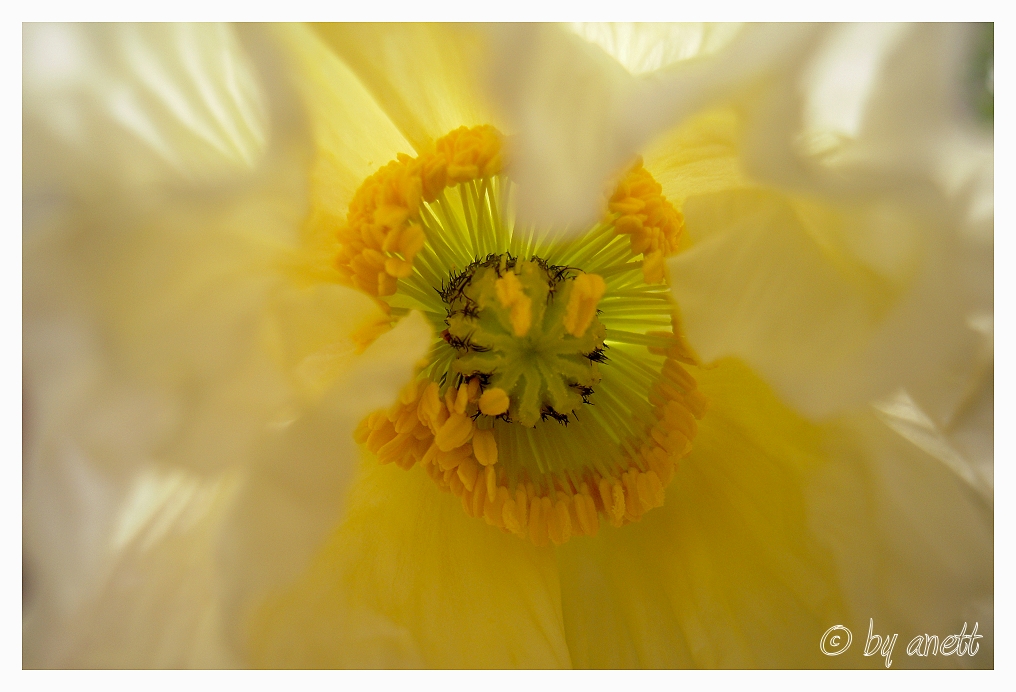 Mohn in seiner schönsten Farbe und Form