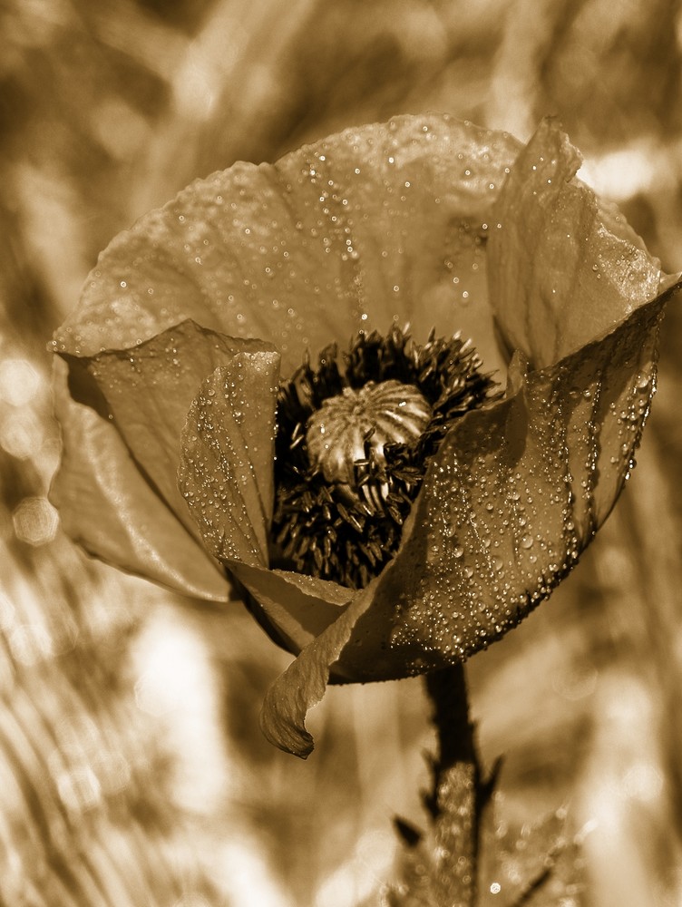 Mohn in Sepia