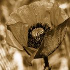 Mohn in Sepia