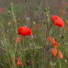 Mohn in stimmungsvoller Umgebung