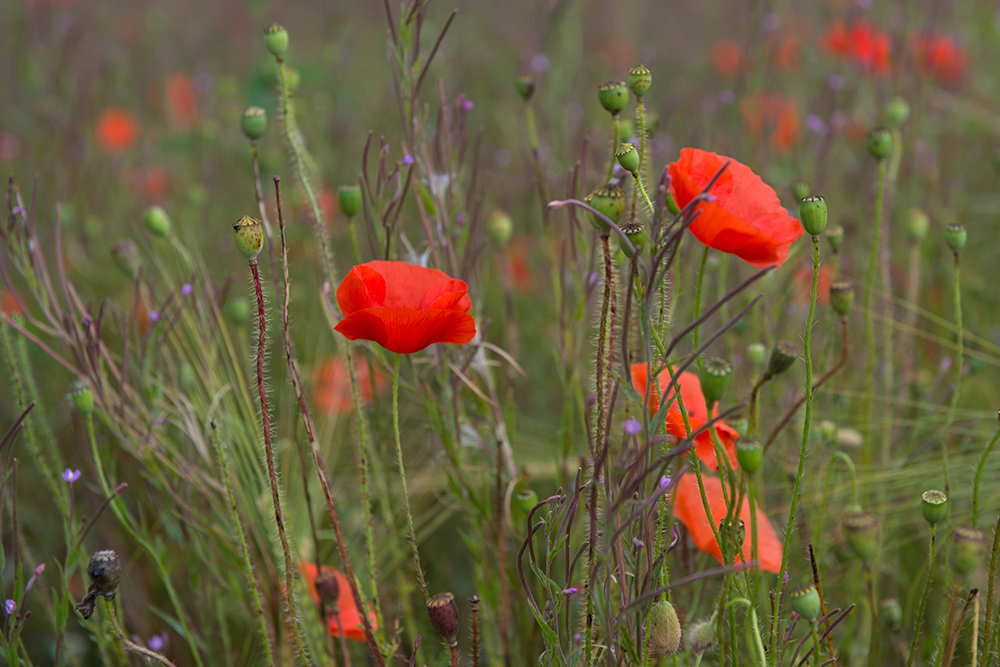 Mohn in stimmungsvoller Umgebung