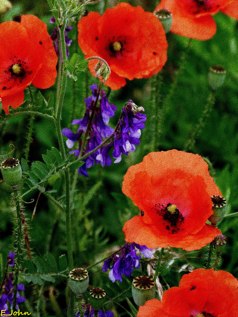 Mohn in Stoffmalerei