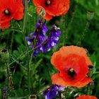 Mohn in Stoffmalerei