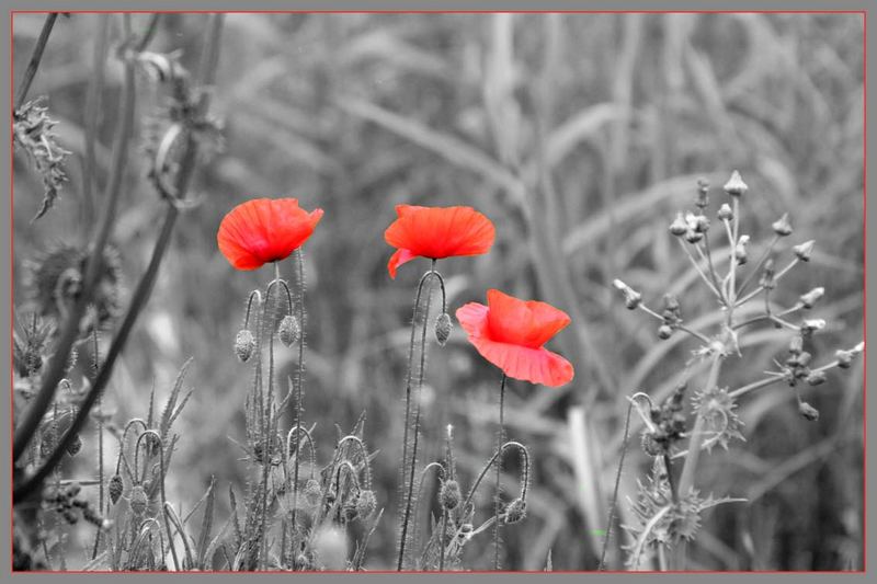 Mohn in SW