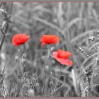 Mohn in SW