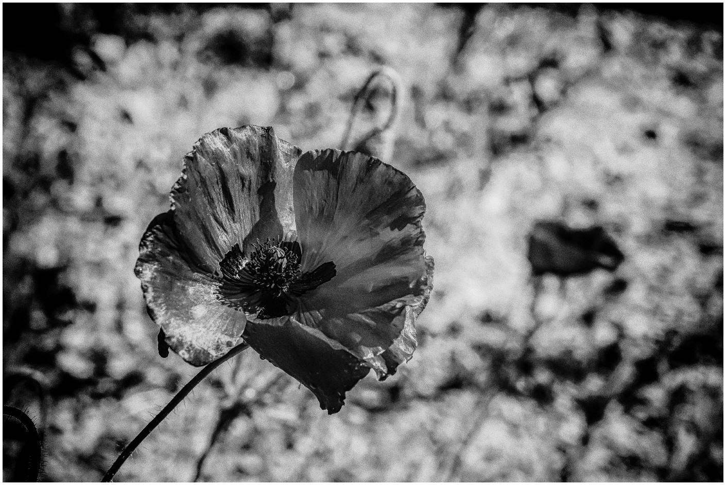 Mohn in s/w