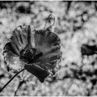 Mohn in s/w