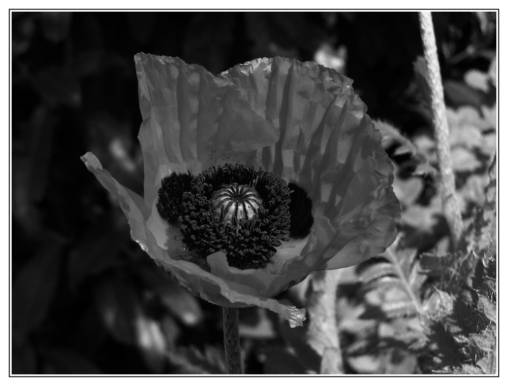 Mohn in SW