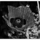 Mohn in SW