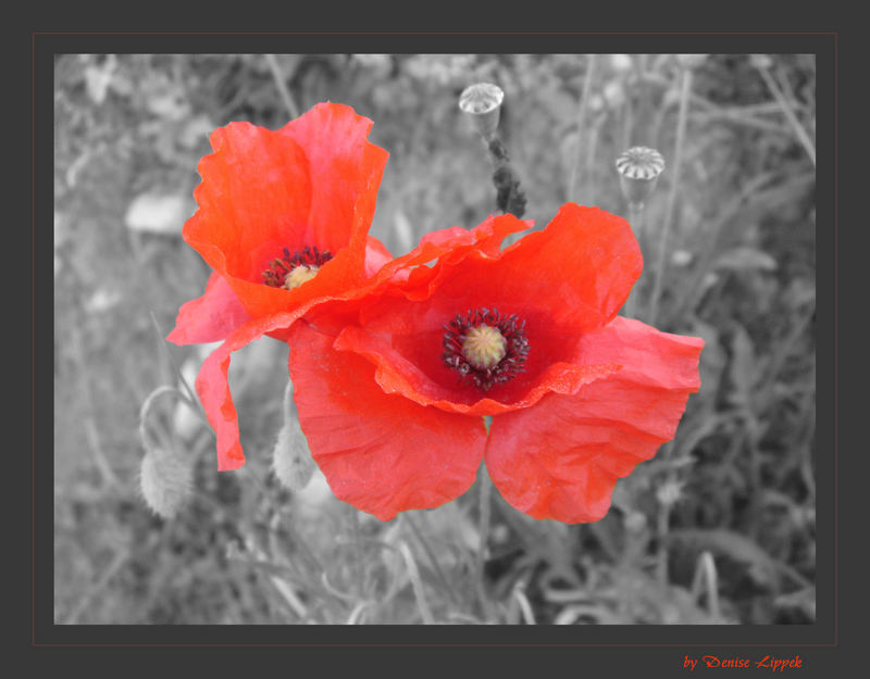 Mohn in s/w