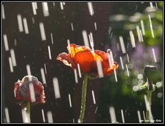 Mohn in the summer rain