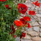 Mohn in Travemünde