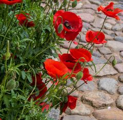 Mohn in Travemünde