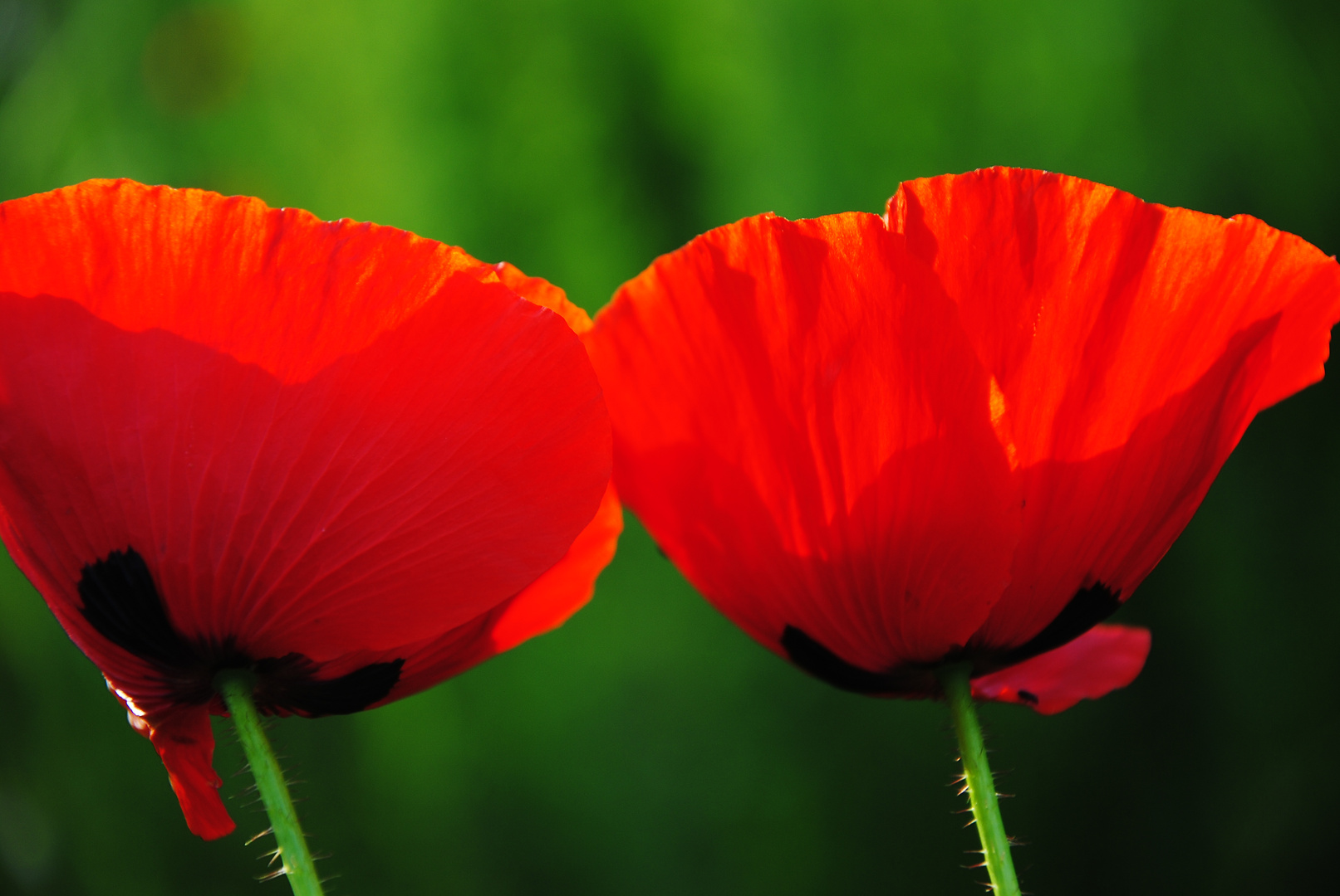 Mohn in unserem Garten