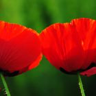 Mohn in unserem Garten