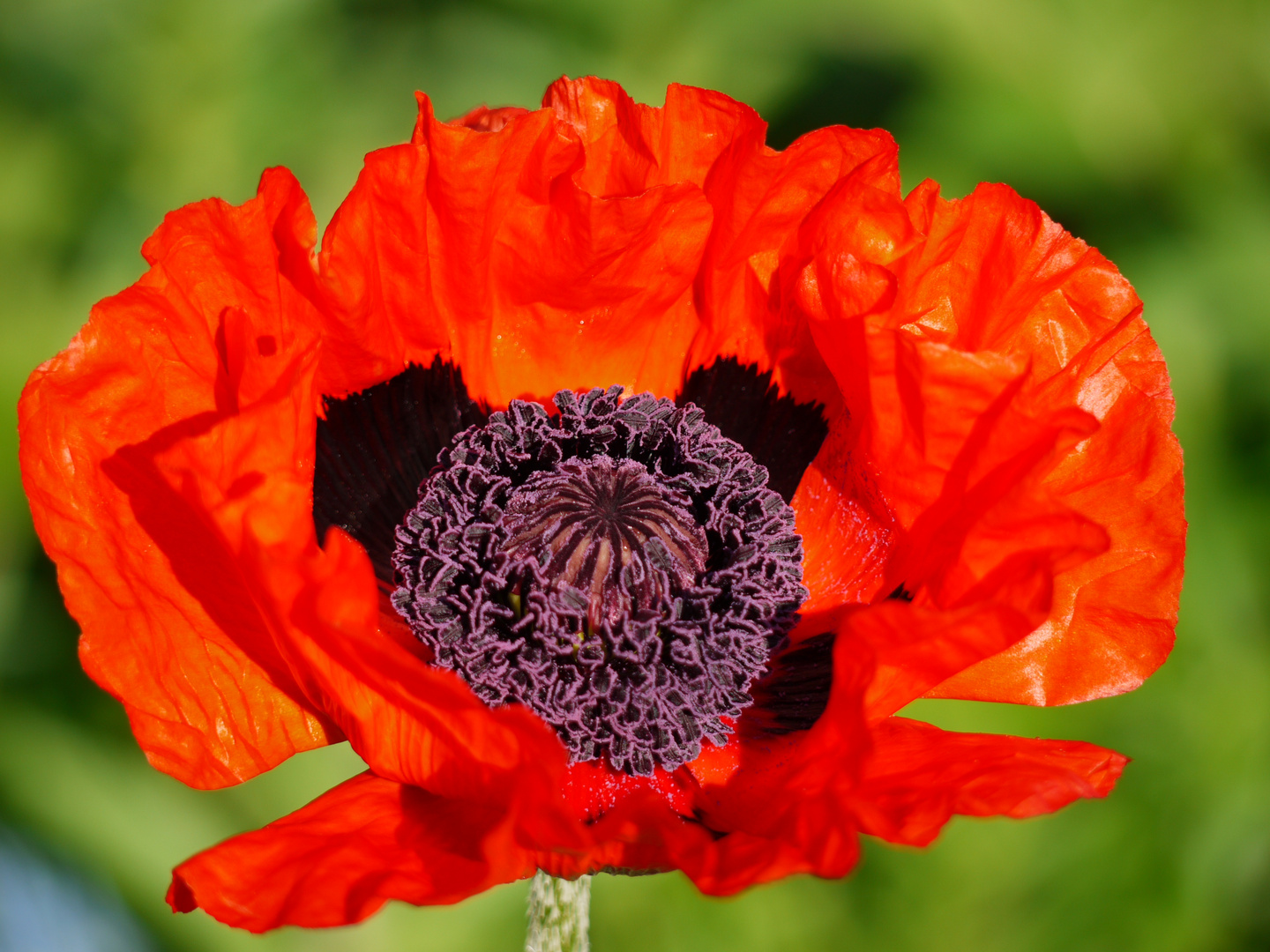 Mohn in unserem Garten