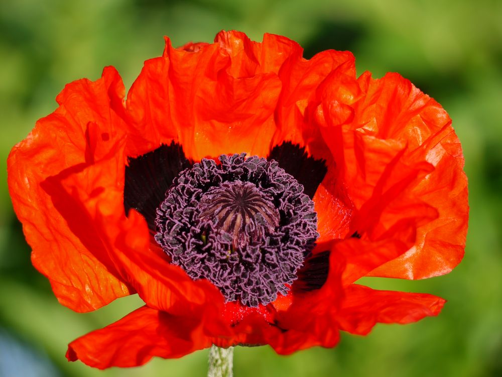 Mohn in unserem Garten