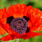 Mohn in unserem Garten